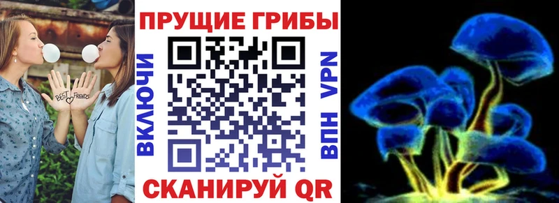 где можно купить   Краснообск  Галлюциногенные грибы Psilocybe 